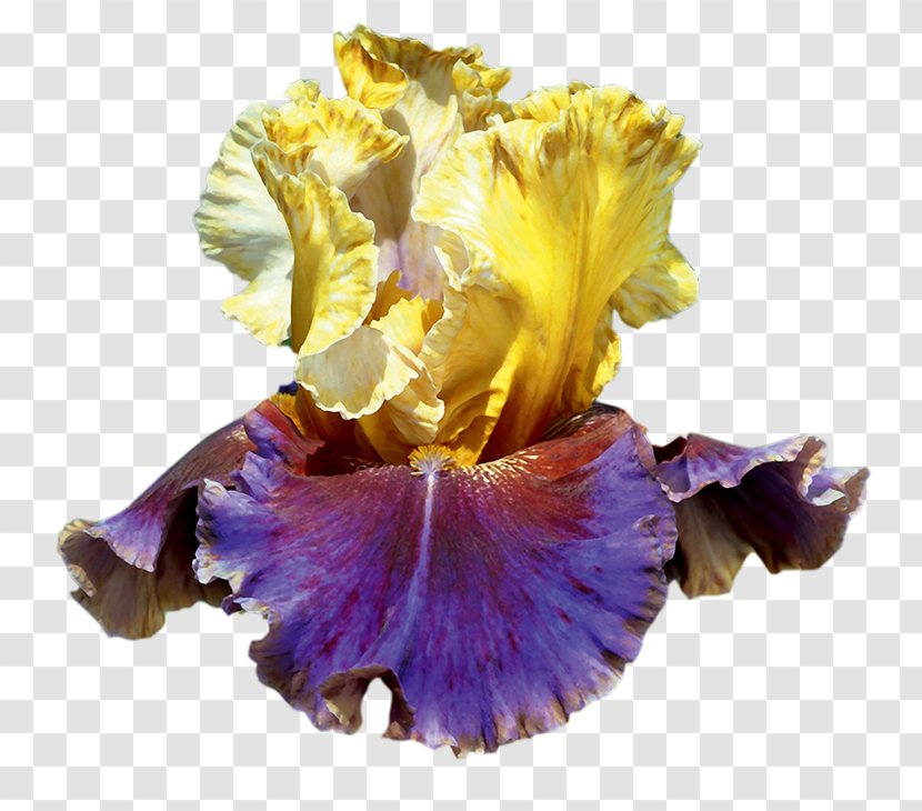 Irises Bearded Iris Cut Flowers Petal - Flower - Pennant Transparent PNG