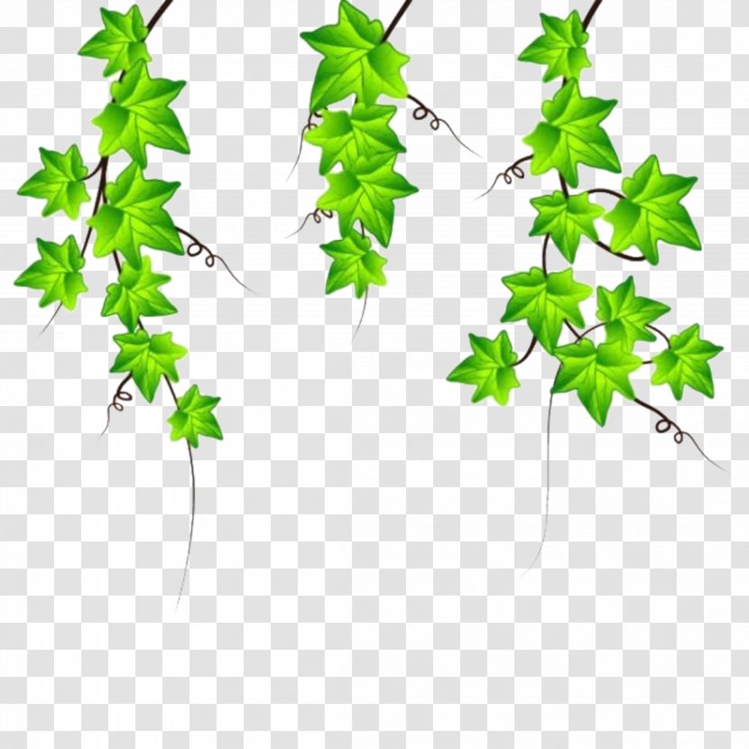 Drawing Ivy Clip Art - Plant - Vines Are Available For Free Download Transparent PNG