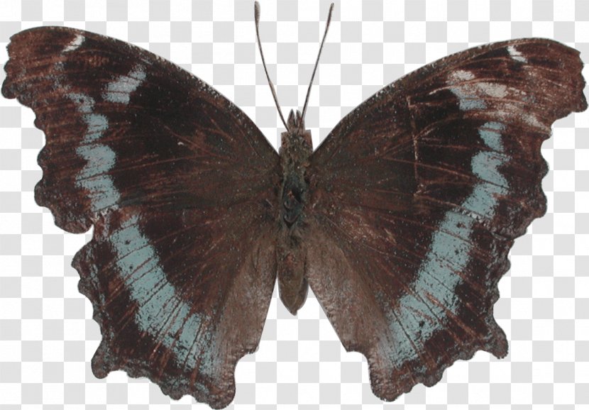 Gossamer-winged Butterflies Moth Kaniska Canace Orange Oakleaf Borboleta - Arthropod - Nymphalidae Transparent PNG