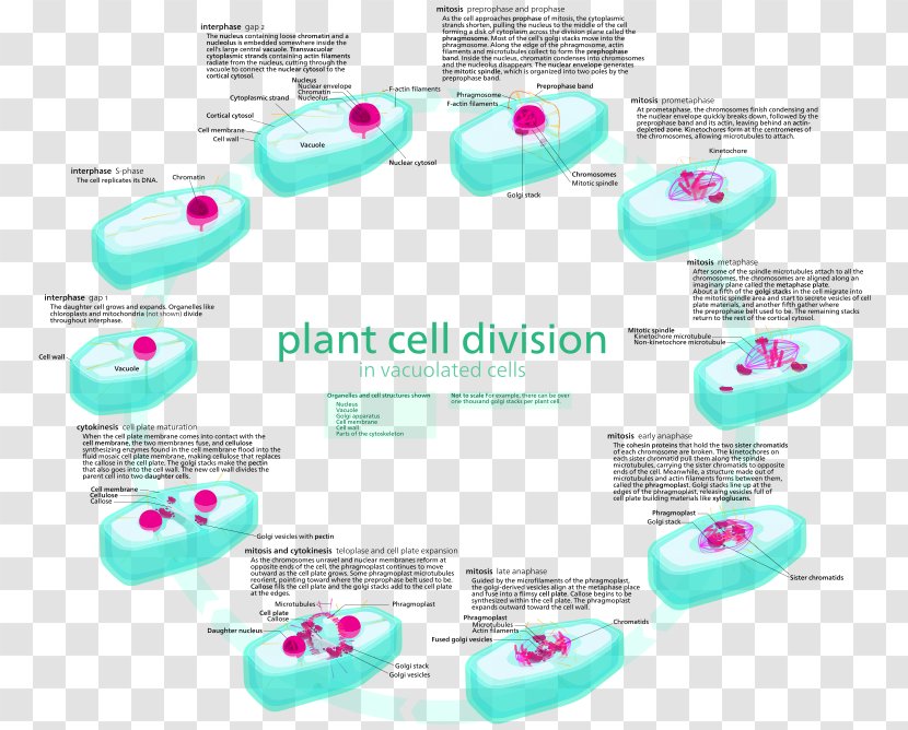 Mitosis Cell Cycle Plant Interphase - Shoe - Cancer Vector Transparent PNG