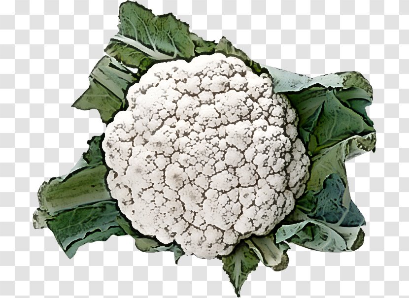 Cauliflower - Plant - Flower Wild Cabbage Transparent PNG