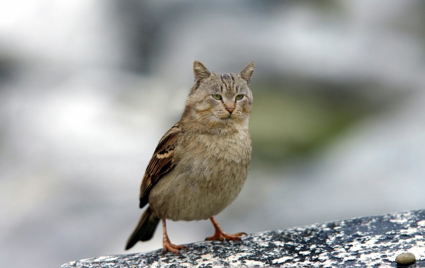Cat Bird House Sparrow Kitten - Perching Transparent PNG