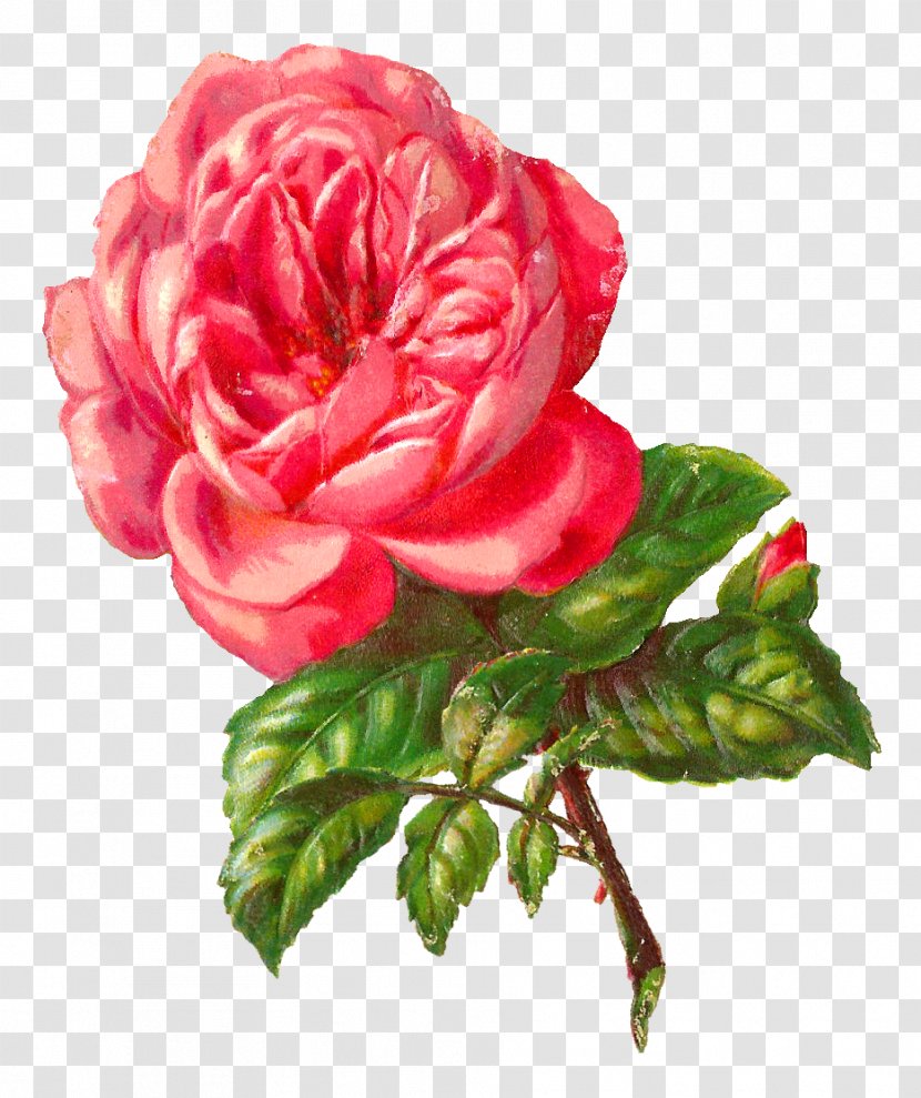Rose Flower Pink Clip Art - Botanical Transparent PNG