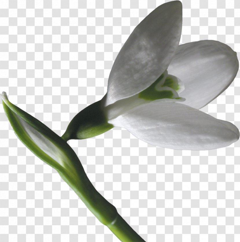 Snowdrop Flower Raster Graphics Clip Art - Plant Stem Transparent PNG