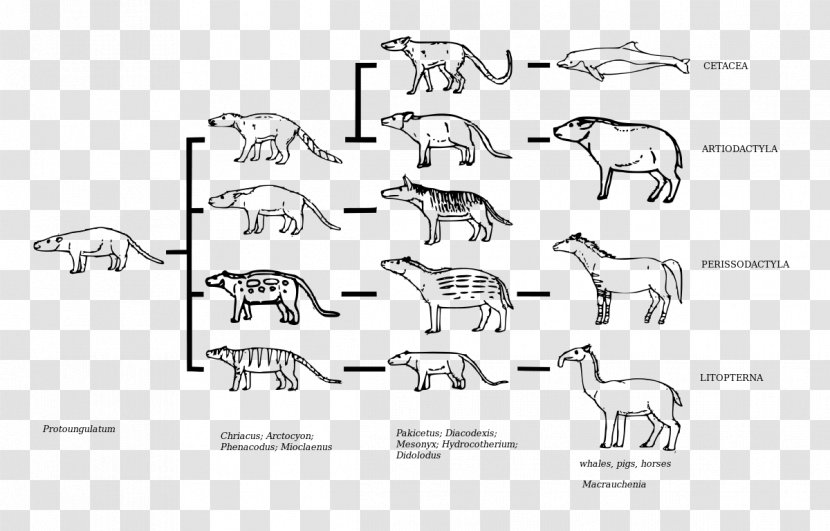 Evolution And Natural Selection Ungulate Litopterna Condylarth - Flower - Dinosaur Transparent PNG