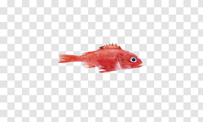Rockfish Mullus Barbatus Northern Red Snapper - Fish Transparent PNG
