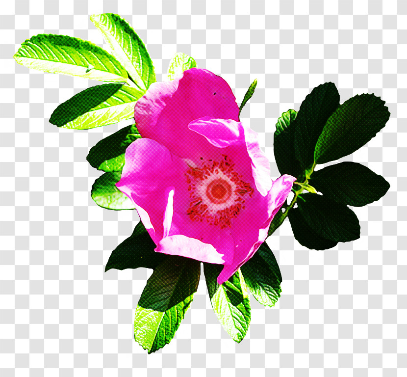 Rose Transparent PNG