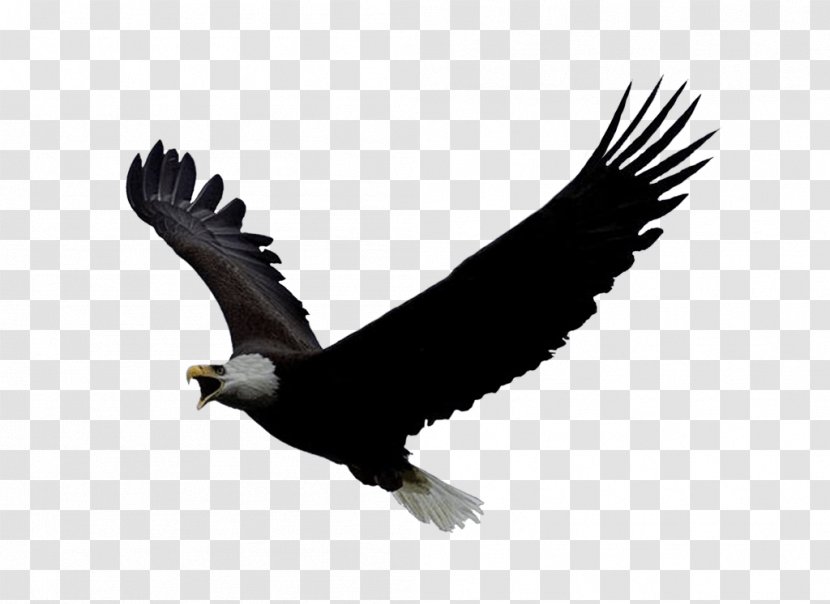 Eagle Flight PlayStation 4 Bald Oculus Rift - Accipitriformes - Image Download Transparent PNG