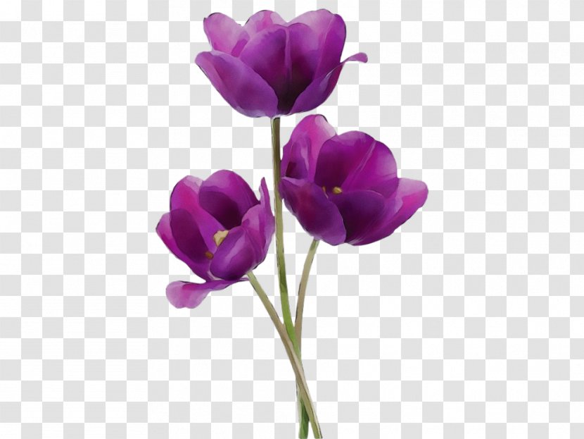 Flower Flowering Plant Purple Violet Petal - Wet Ink - Crocus Cut Flowers Transparent PNG