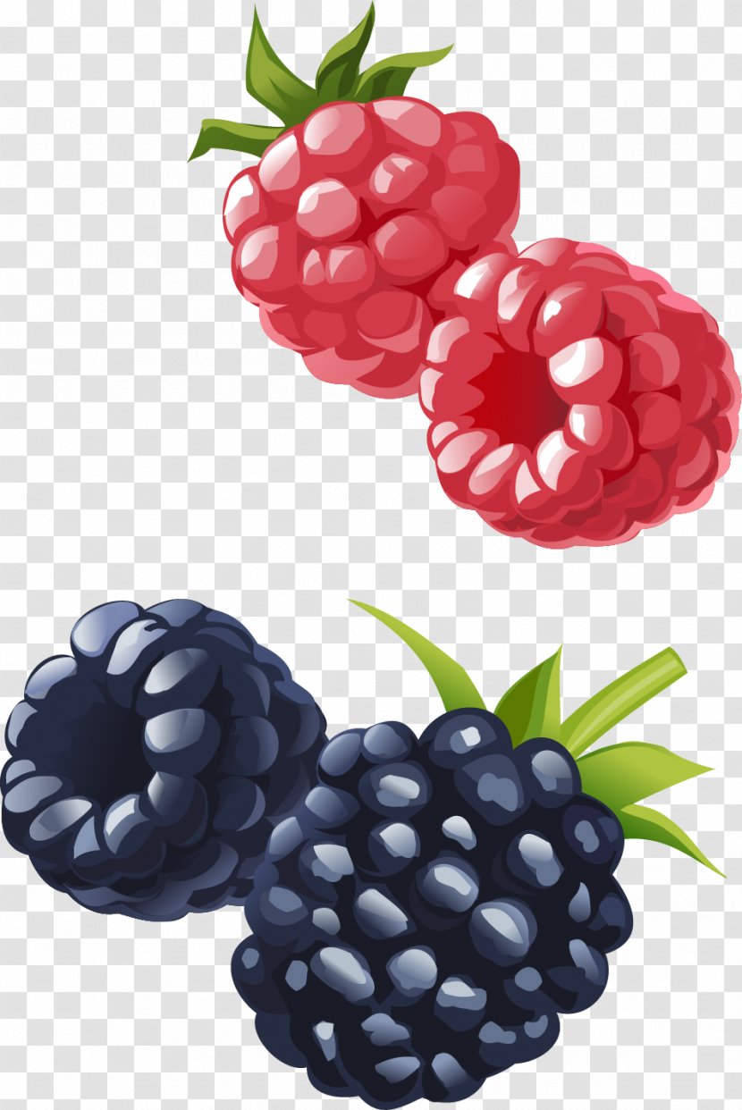 Frutti Di Bosco Boysenberry Raspberry Blueberry Fruit - Vector Hand-painted Raspberries And Blueberries Transparent PNG