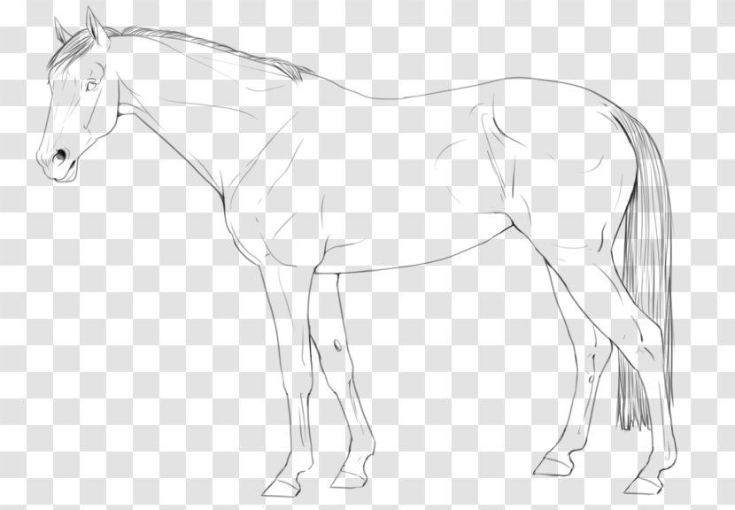 Arabian Horse Line Art American Quarter Pony Stallion - Tail Transparent PNG
