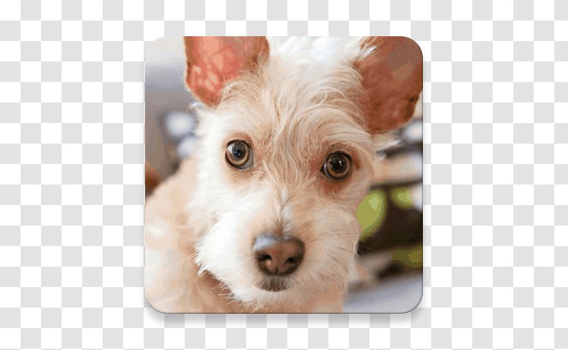 Schnoodle Puppy Dog Breed Companion Terrier - Like Mammal - Happy Pet Transparent PNG