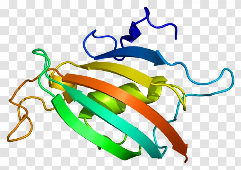 FKBP8 Immunophilins Wikipedia Prolyl Isomerase - Watercolor - Heart Transparent PNG