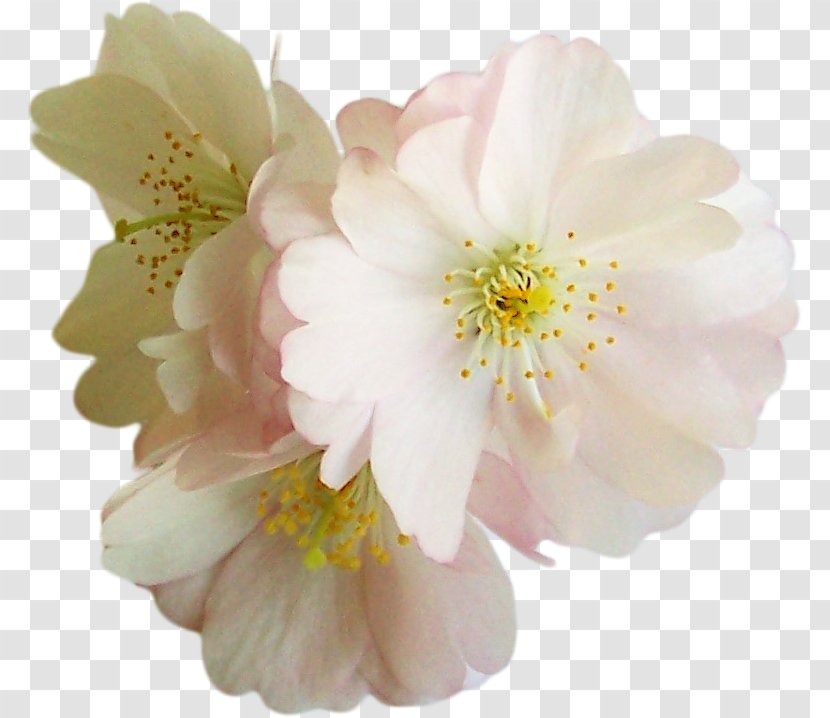 Flower Polyvore Clip Art - Petal - Celebration Floral Background Material Transparent PNG