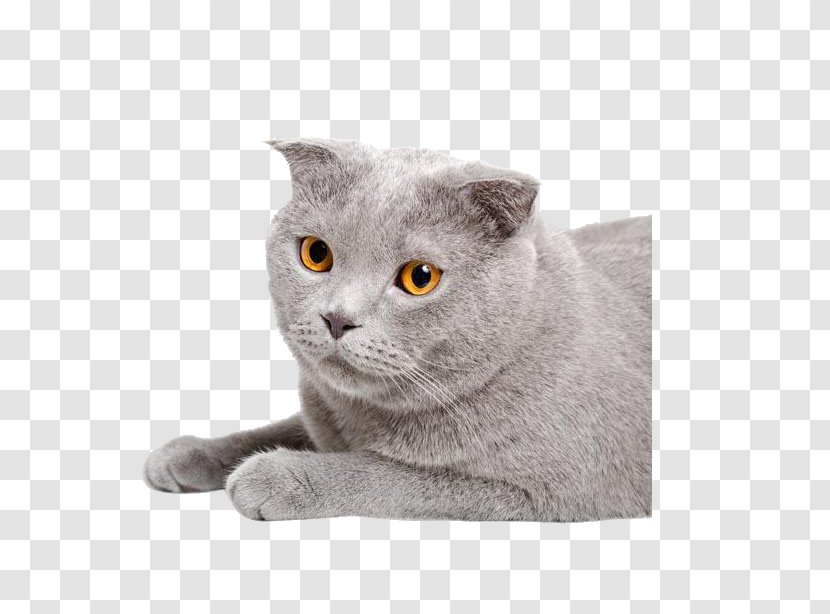 Chartreux Scottish Fold Straight Munchkin Cat Kitten - British Semi Longhair - Pet Gray Transparent PNG