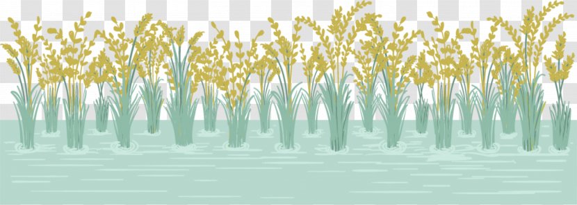 0 Euclidean Vector Paddy Field Wall - Grass Family Transparent PNG