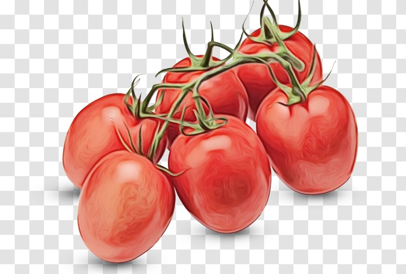 Tomato - Paint - Bush Plant Transparent PNG