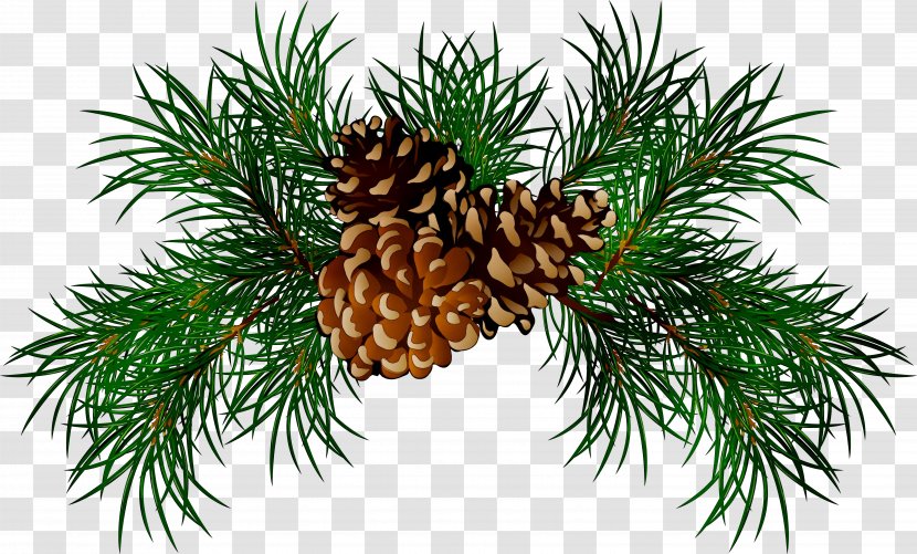 Pine Fir Spruce Conifer Cone Clip Art - Pinus Albicaulis - Larch Transparent PNG
