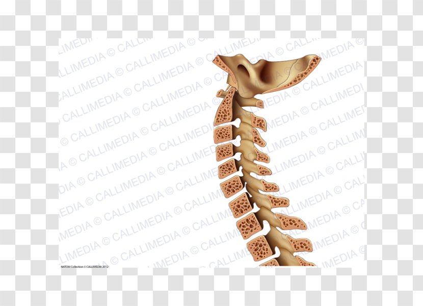 Vertebral Column Rachis Bone Neck - Human Anatomy Transparent PNG