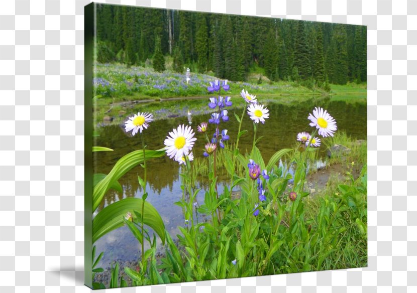 Mount Rainier Wildflower Flora Meadow Gallery Wrap - Spring - National Day Decoration Design Exquisite Transparent PNG