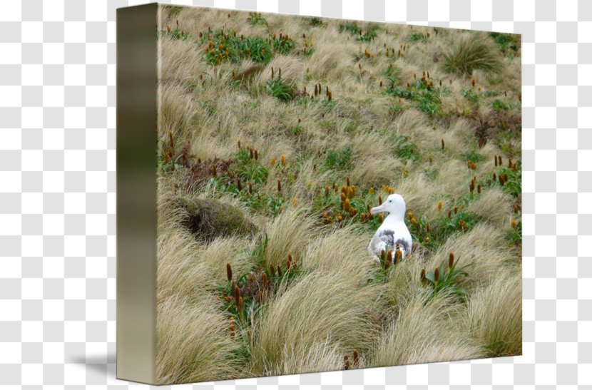 Campbell Island, New Zealand Albatross Fine Art Printmaking - Ecosystem Transparent PNG
