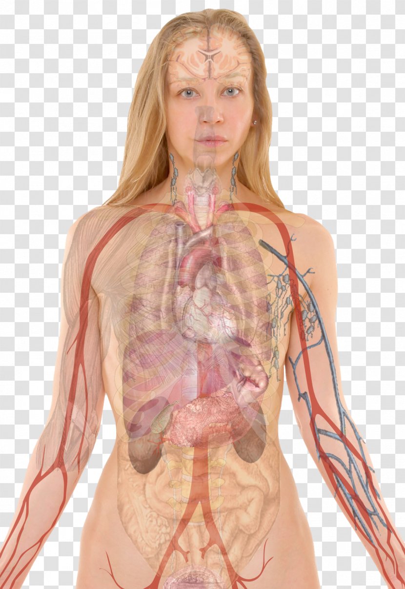 Human Body Anatomy Blood Liver Health - Cartoon Transparent PNG
