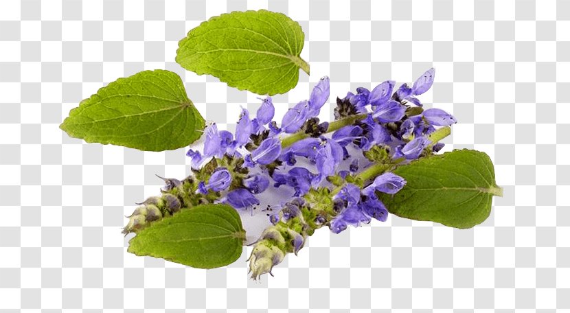 Plectranthus Barbatus Forskolin Coleus Mints Medicinal Plants - Atp Molecule Camp Transparent PNG