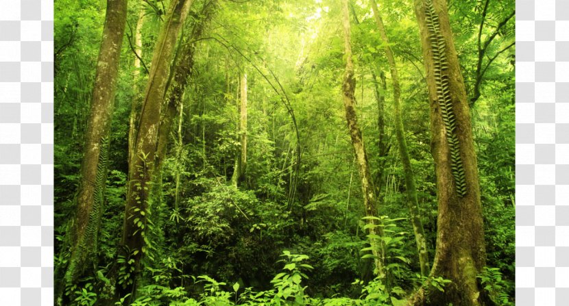 Malaysia Tropical Rainforest Tropics Landscape - Tree - Jungle Transparent PNG