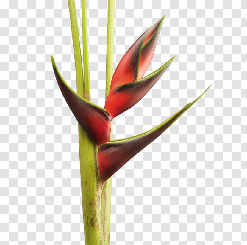 Heliconia Chartacea Cut Flowers Plant Bud Lobster-claws - Pin - Follaje Transparent PNG