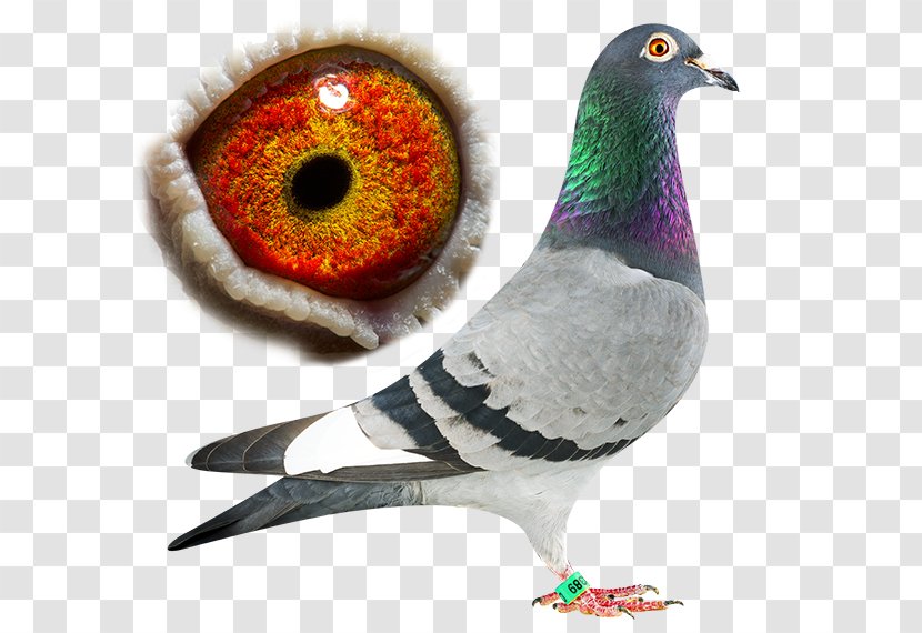 Bird Brother Beak Son Feather - Video - Pigeon Transparent PNG