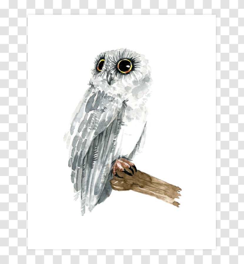 Owl Hawk Beak Stock Photography Feather Transparent PNG