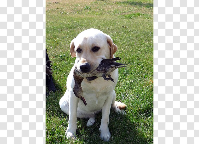 Labrador Retriever Puppy Dog Breed Companion Transparent PNG