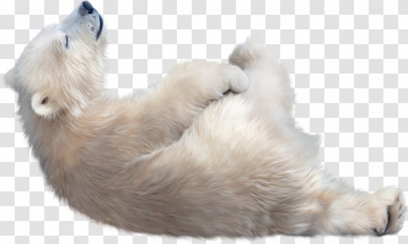 Polar Bear Kodiak Clip Art - Silhouette Transparent PNG