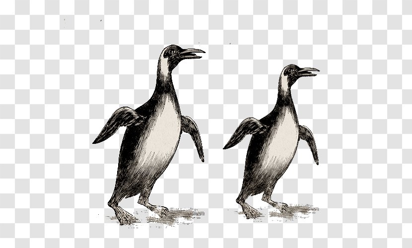 Penguin Stock Illustration Drawing Image - Terrestrial Animal - Bird Nesting Habits Transparent PNG