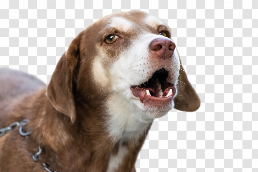 Dog Snout Companion Dog Breed Crossbreed Transparent PNG