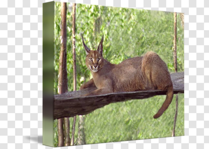 Elk Fauna Wildlife Tail - Mammal - Laying Down Transparent PNG