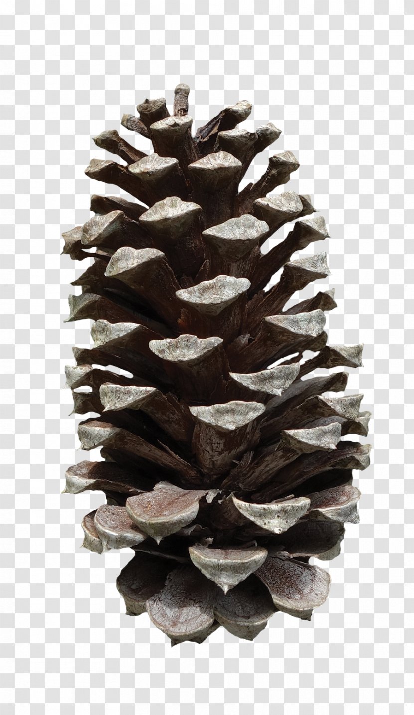 Pinus Taeda Conifer Cone Fruit - Pine Transparent PNG