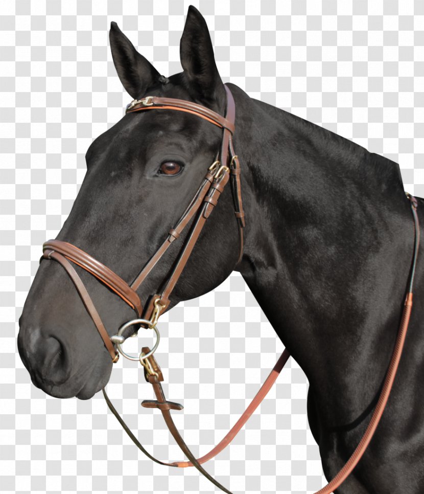 Halter Bridle Bit Filet Noseband - Mare Transparent PNG