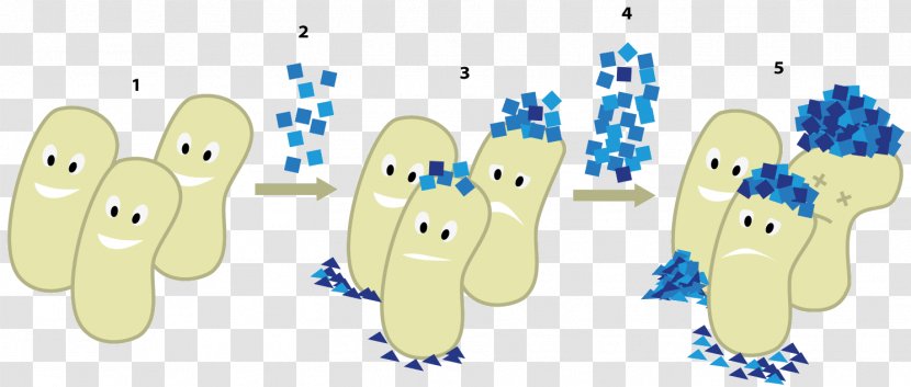 Bacterial Disease Ampicillin Antibiotics E. Coli - Vertebrate - Kill Transparent PNG