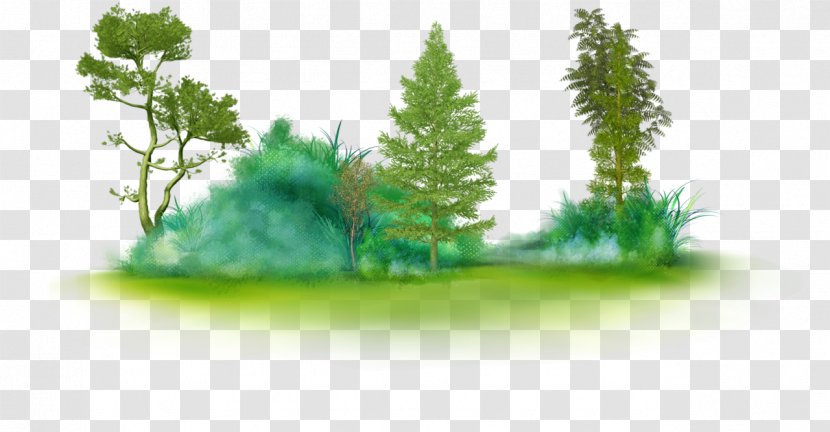 Fir Tree Clip Art Branch - Pine Transparent PNG
