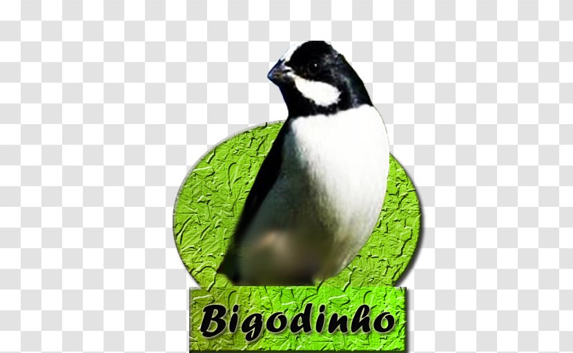 Bird Passerine Penguin Lined Seedeater Android Application Package Transparent PNG