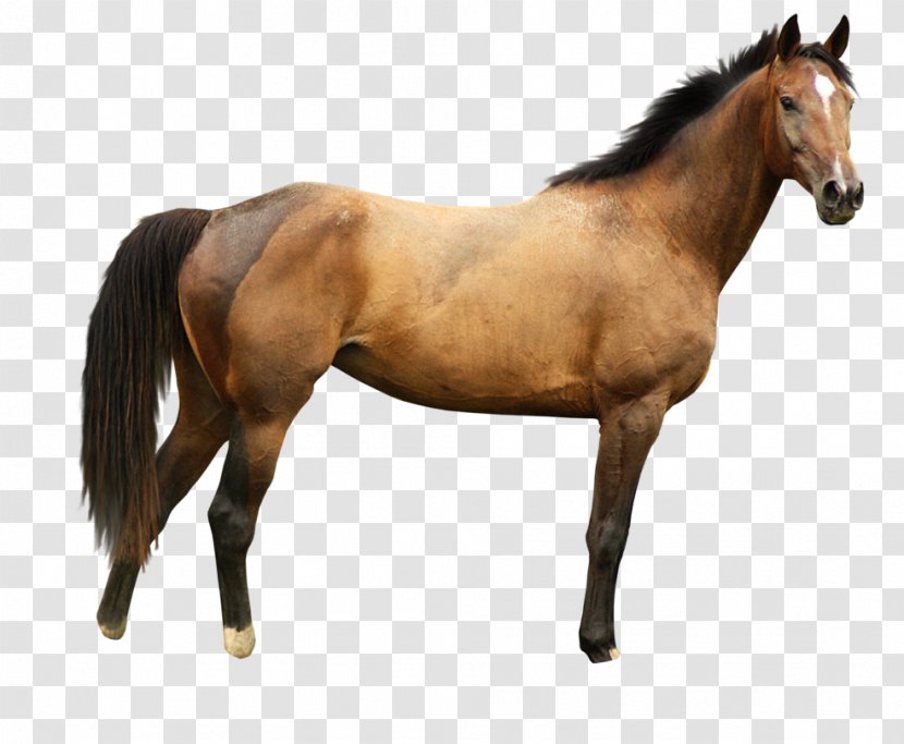 Marwari Horse White Wallpaper - Image Transparent PNG