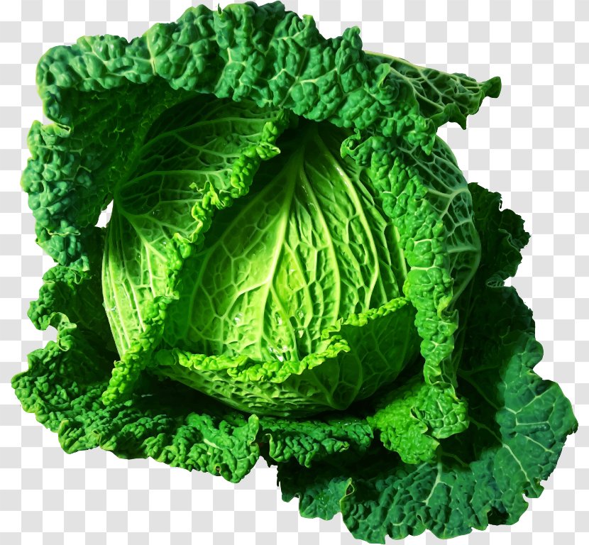 Savoy Cabbage Cauliflower Brussels Sprout Broccoli - Romaine Lettuce Transparent PNG