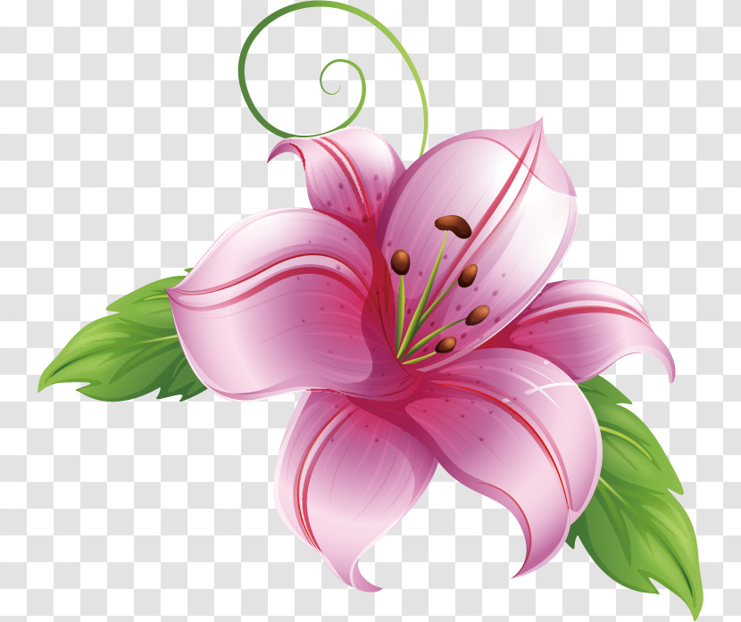 Lily Flower Transparent PNG