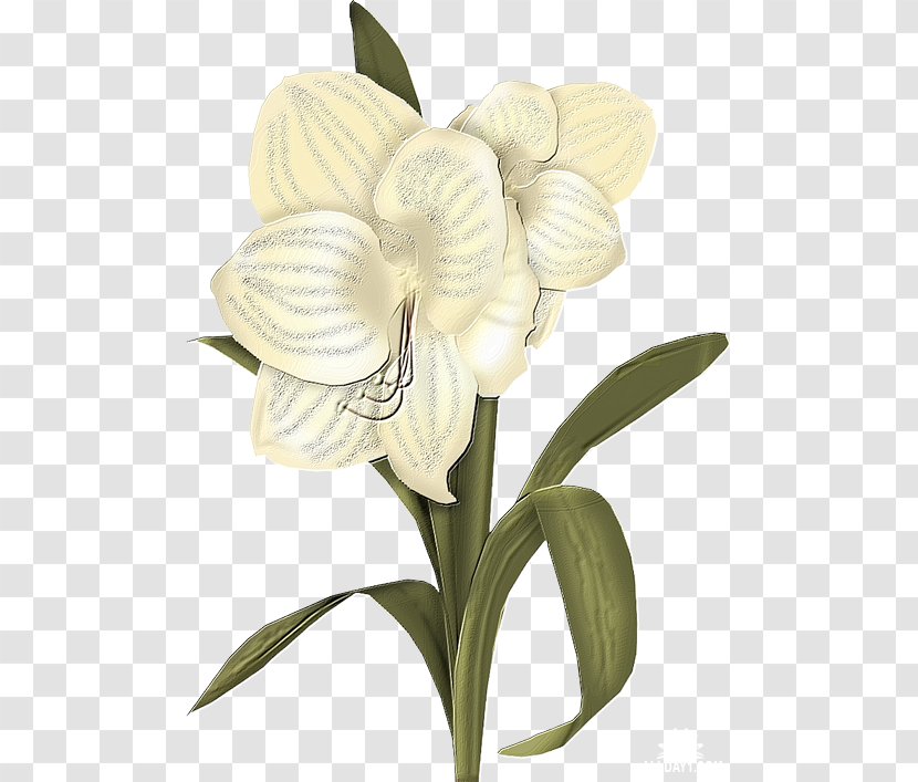 Flower White Clip Art - Plant Transparent PNG
