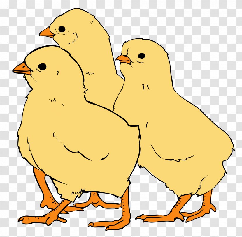 Chicken Clip Art - Ducks Geese And Swans Transparent PNG