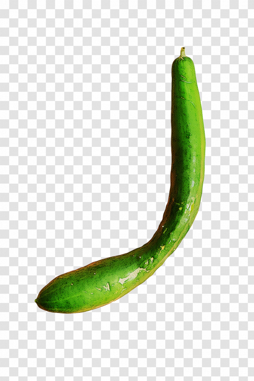 Cucumber Pasilla Serrano Pepper Cucurbits Melon Transparent PNG