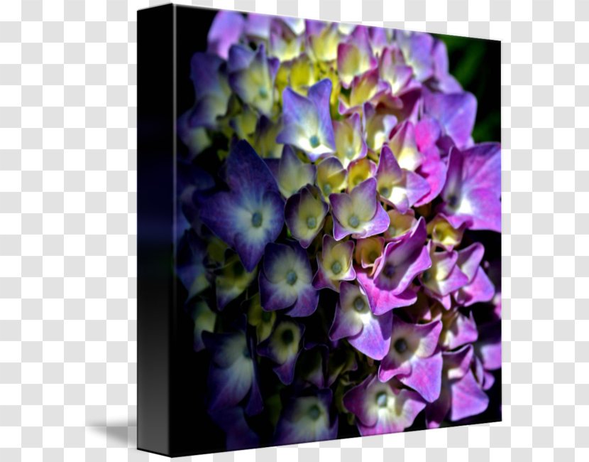Flower Hydrangea Violet Lilac Floral Design - Family Transparent PNG