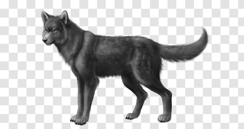 Wolfdog Black Wolf African Wild Dog Northern Rocky Mountain - Whiskers Transparent PNG