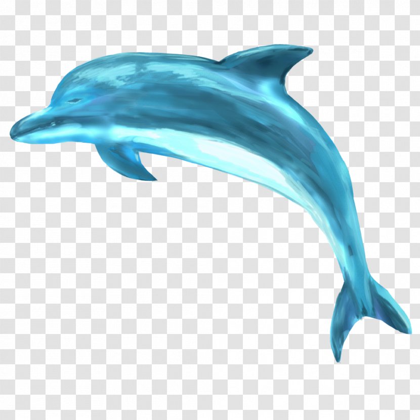 Striped Dolphin Common Bottlenose Short-beaked Spinner Rough-toothed Transparent PNG